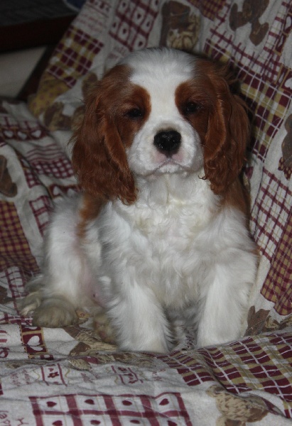 Publication : du Domaine du Sable Blanc