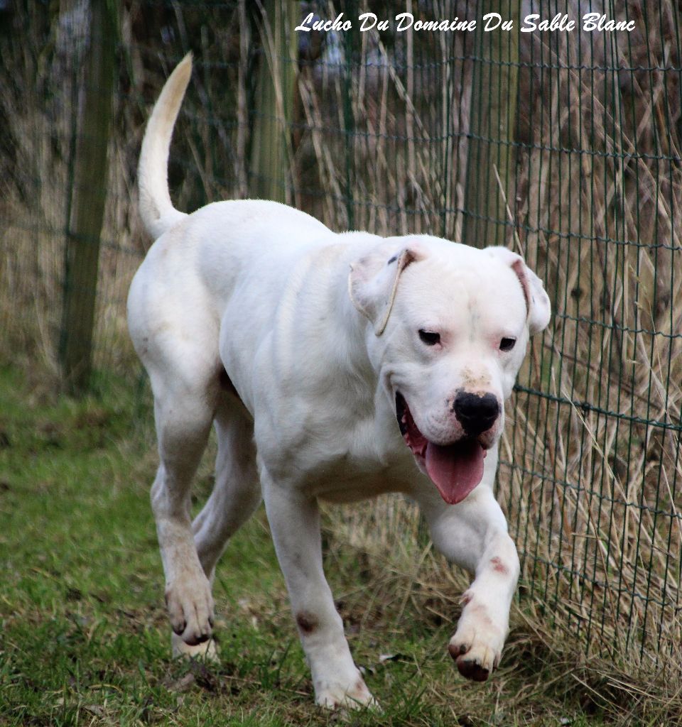 Publication : du Domaine du Sable Blanc Auteur : Le Domaine Du Sable Blanc