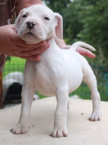 Publication : du Domaine du Sable Blanc Auteur : Le Domaine Du Sable Blanc