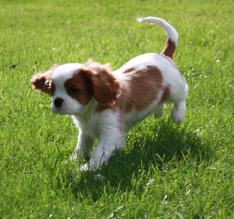 Publication : du Domaine du Sable Blanc