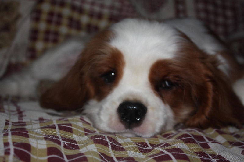 Publication : du Domaine du Sable Blanc