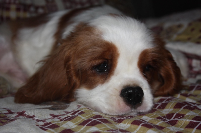 Publication : du Domaine du Sable Blanc