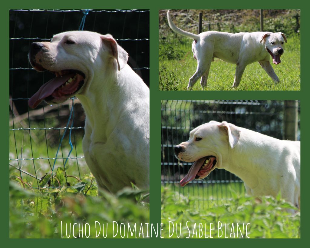 Publication : du Domaine du Sable Blanc Auteur : Le Domaine Du Sable Blanc