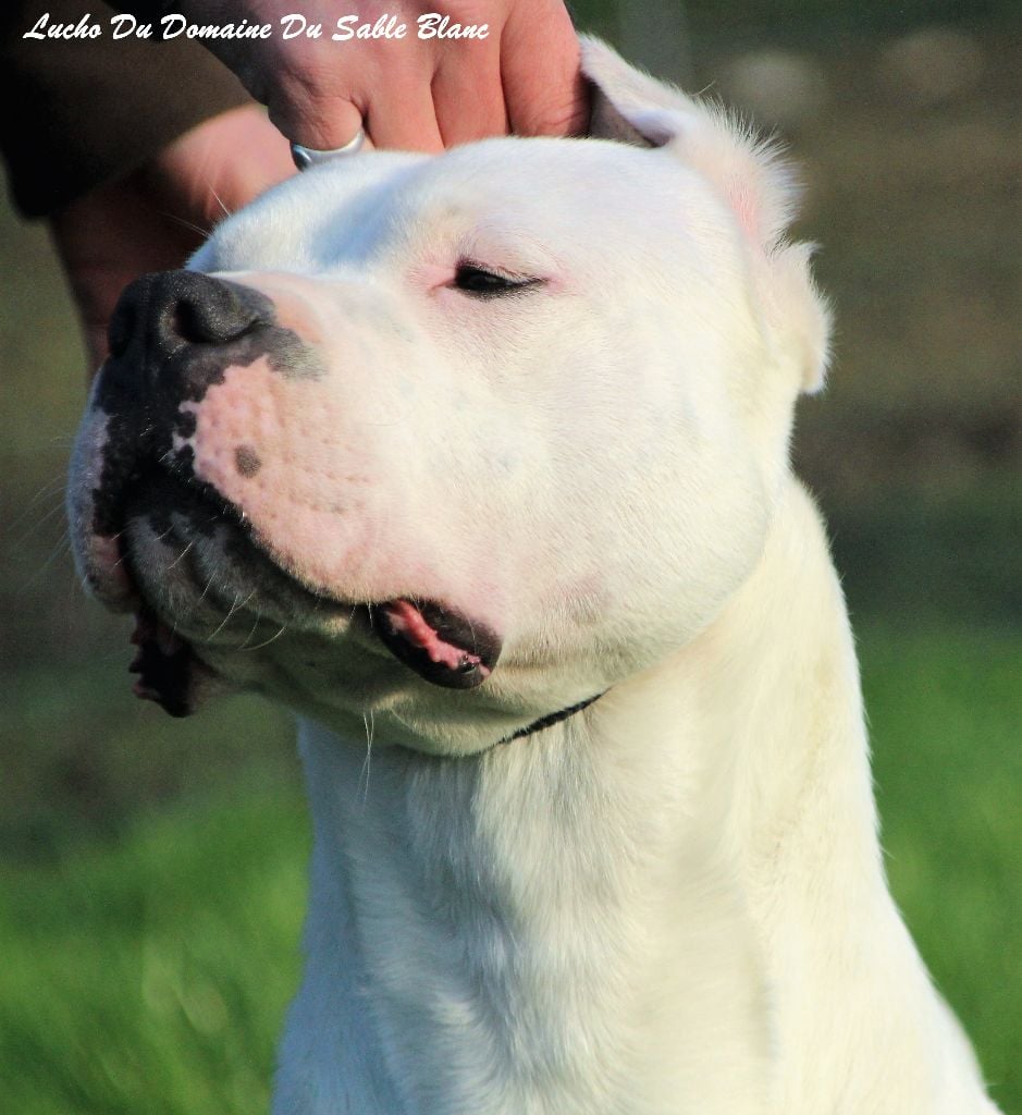 Publication : du Domaine du Sable Blanc Auteur : Le Domaine Du Sable Blanc