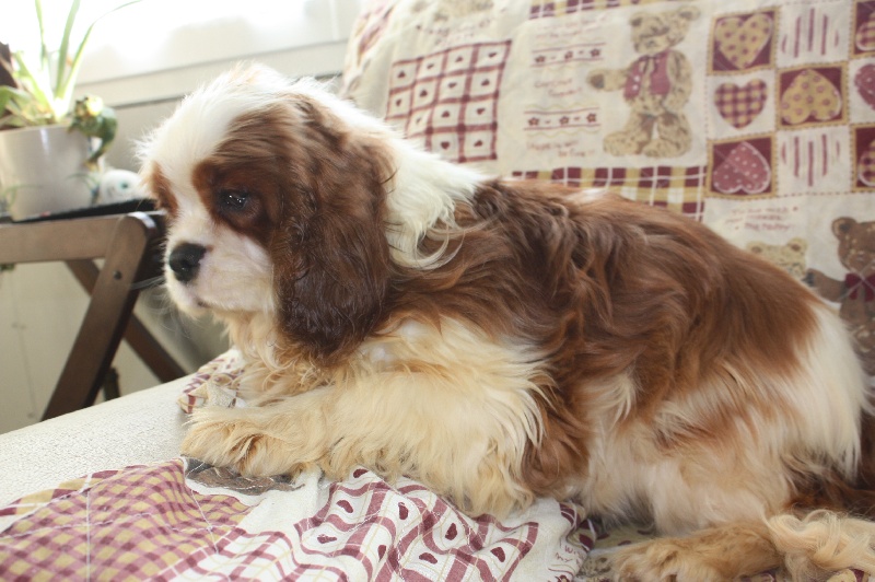 Publication : du Domaine du Sable Blanc