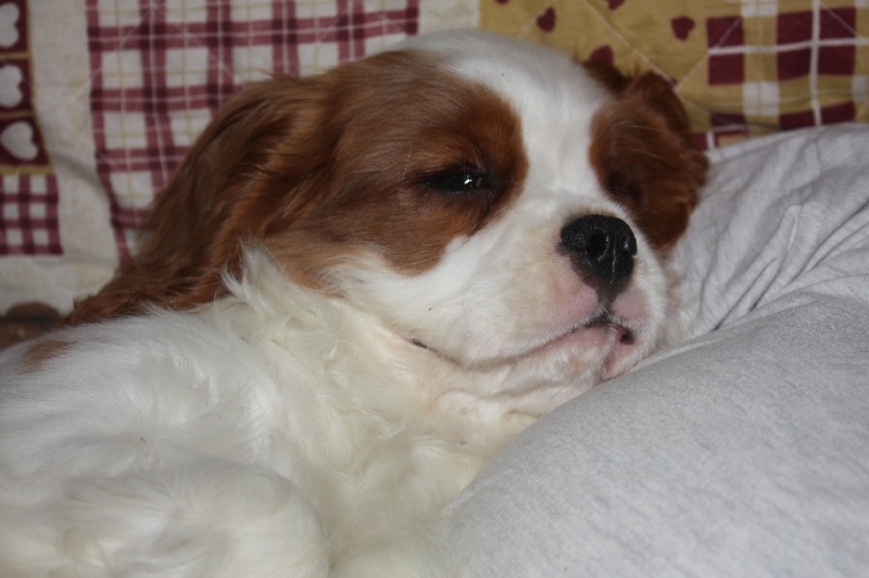 Publication : du Domaine du Sable Blanc