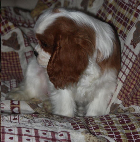 Publication : du Domaine du Sable Blanc