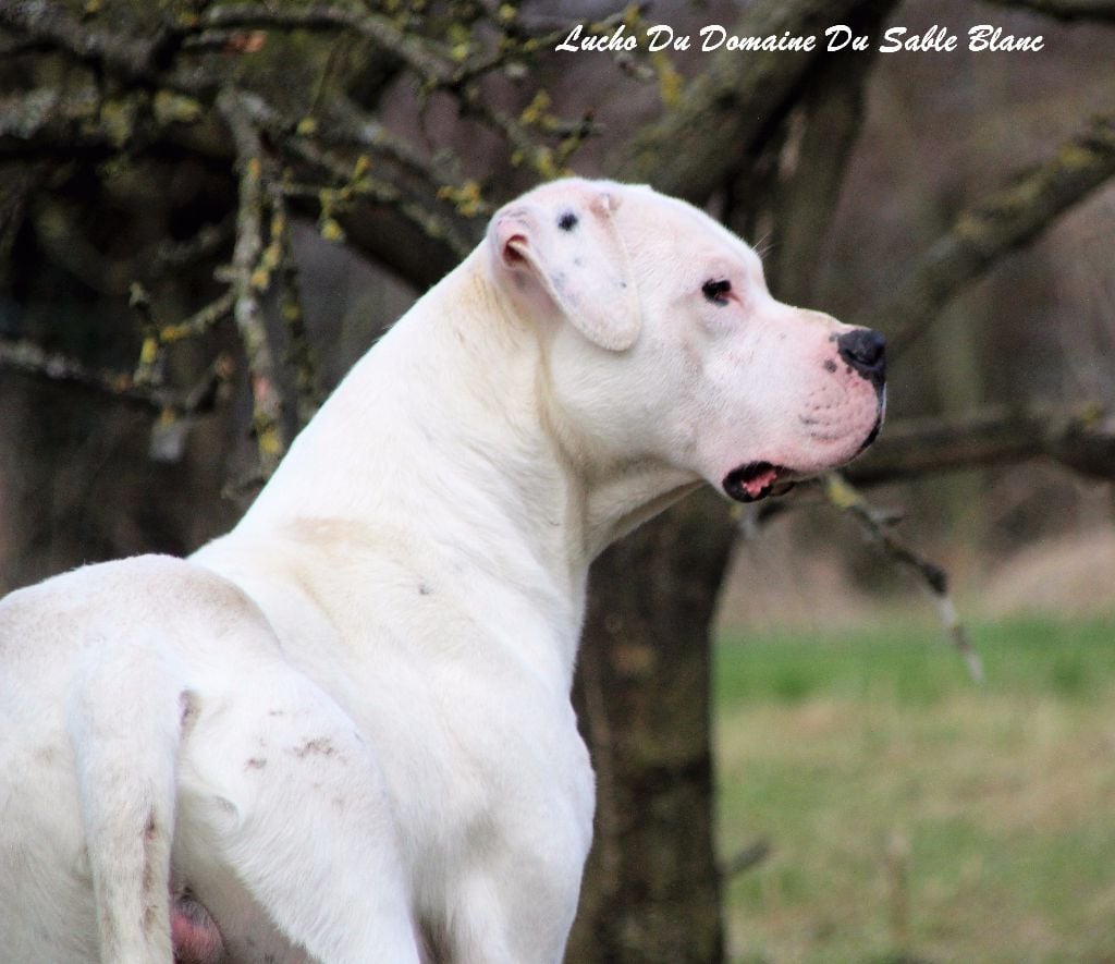 Publication : du Domaine du Sable Blanc Auteur : Le Domaine Du Sable Blanc