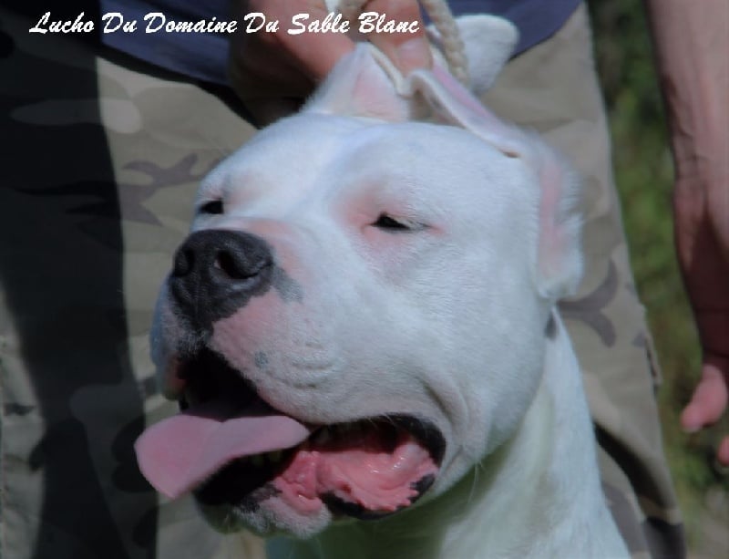 Publication : du Domaine du Sable Blanc Auteur : Le Domaine Du Sable Blanc