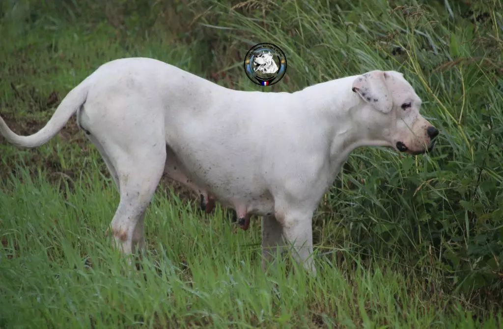 CH. Nacha guevara du Domaine du Sable Blanc