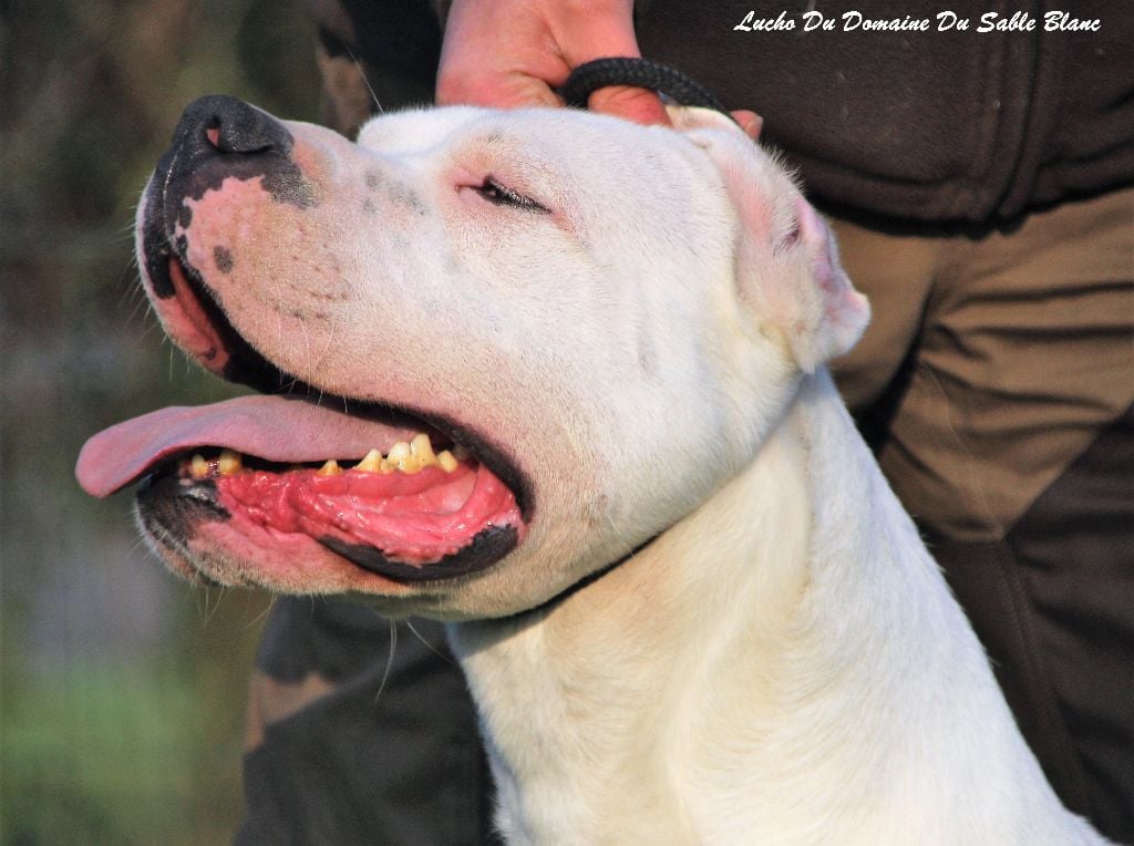 Publication : du Domaine du Sable Blanc Auteur : Le Domaine Du Sable Blanc