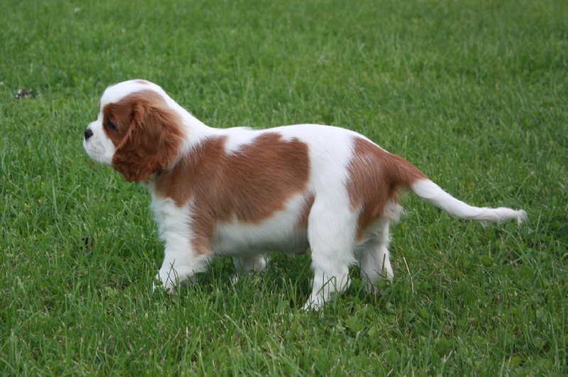 Publication : du Domaine du Sable Blanc