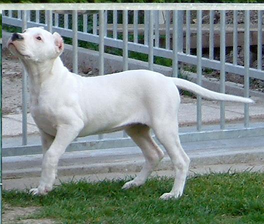 Publication : du Domaine du Sable Blanc Auteur : Corentin