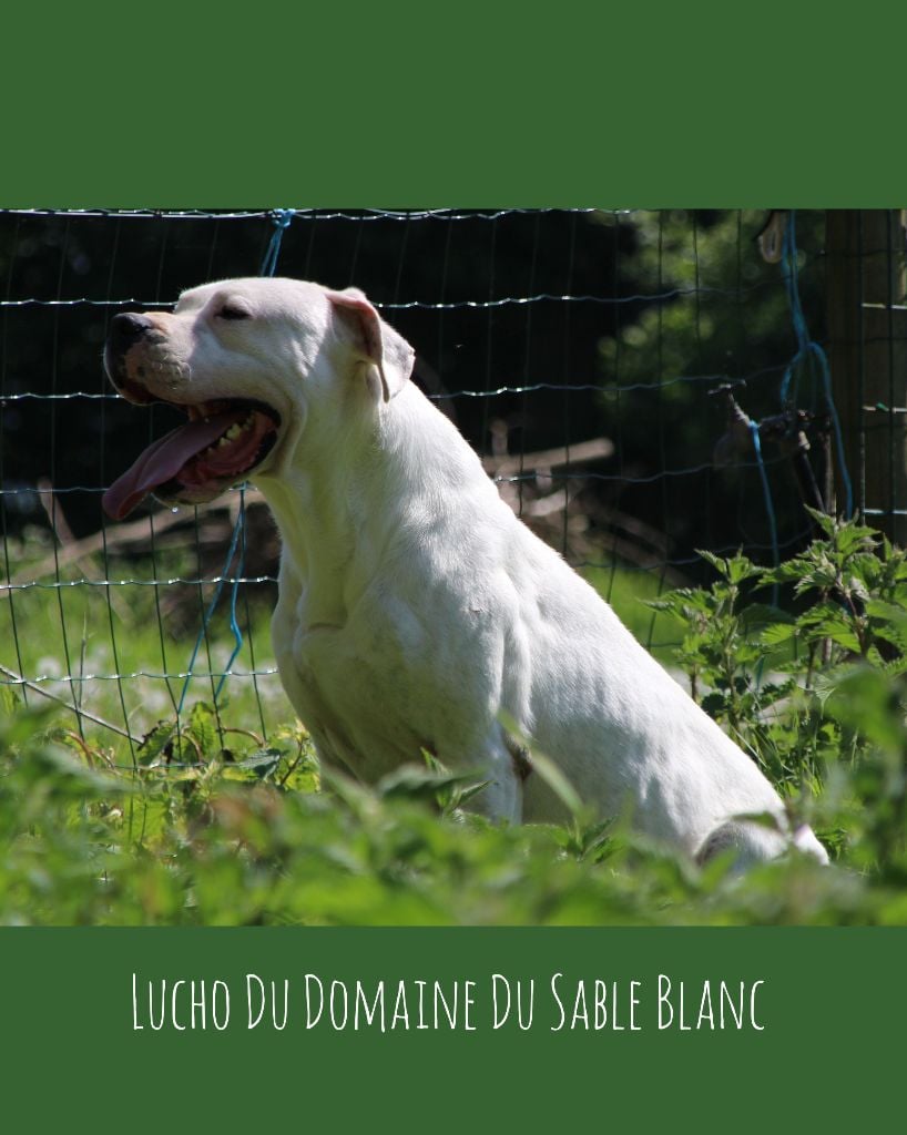 Publication : du Domaine du Sable Blanc Auteur : Le Domaine Du Sable Blanc