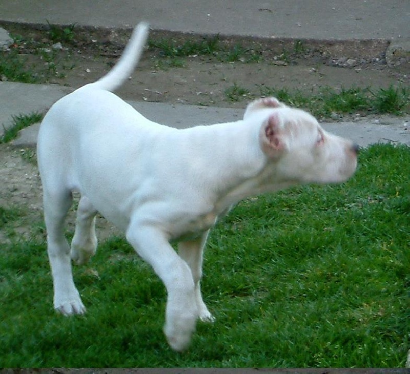 Publication : du Domaine du Sable Blanc Auteur : Corentin