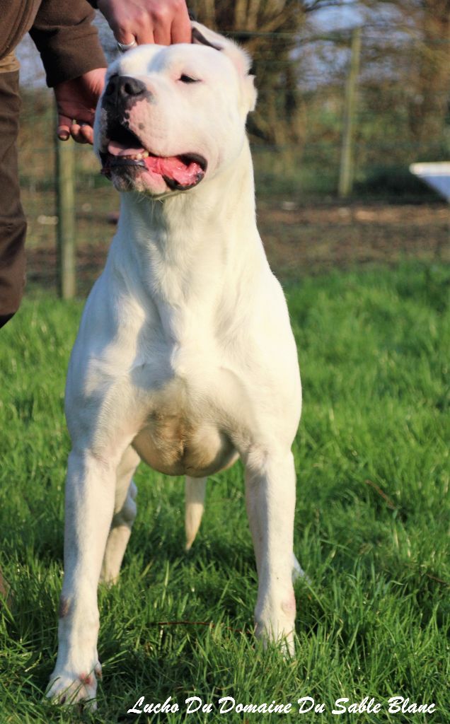 Publication : du Domaine du Sable Blanc Auteur : Le Domaine Du Sable Blanc