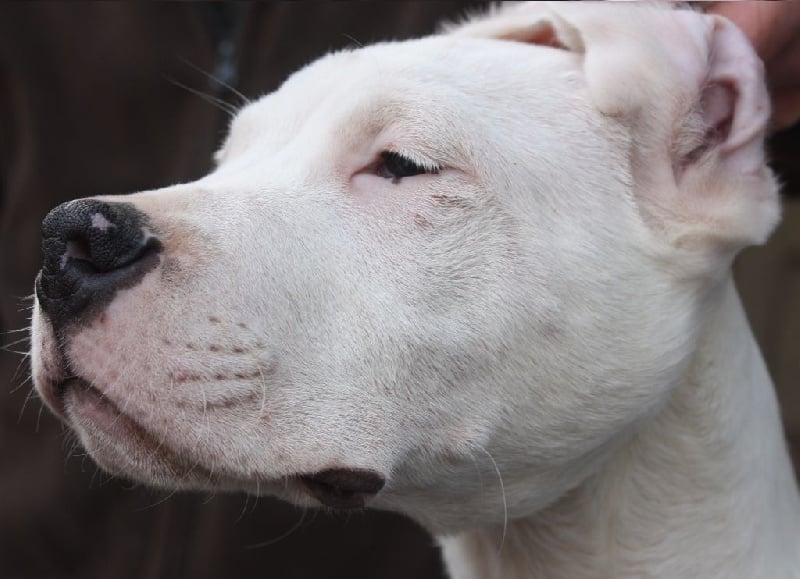 Publication : du Domaine du Sable Blanc Auteur : Le Domaine Du Sable Blanc