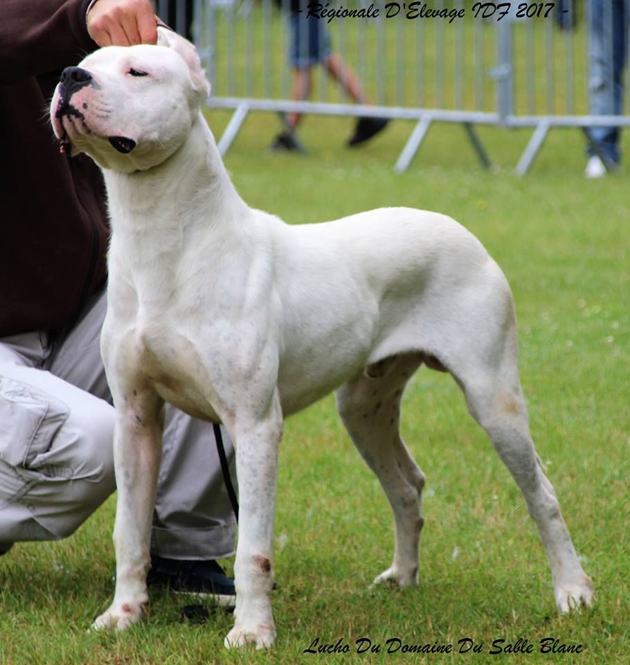 Publication : du Domaine du Sable Blanc Auteur : Le Domaine Du Sable Blanc