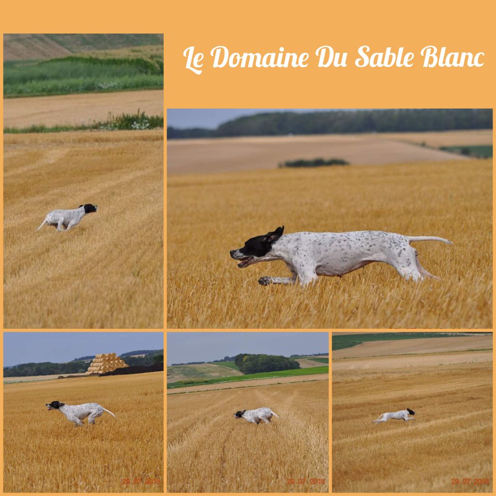 Publication : du Domaine du Sable Blanc  Auteur : Le Domaine Du Sable Blanc