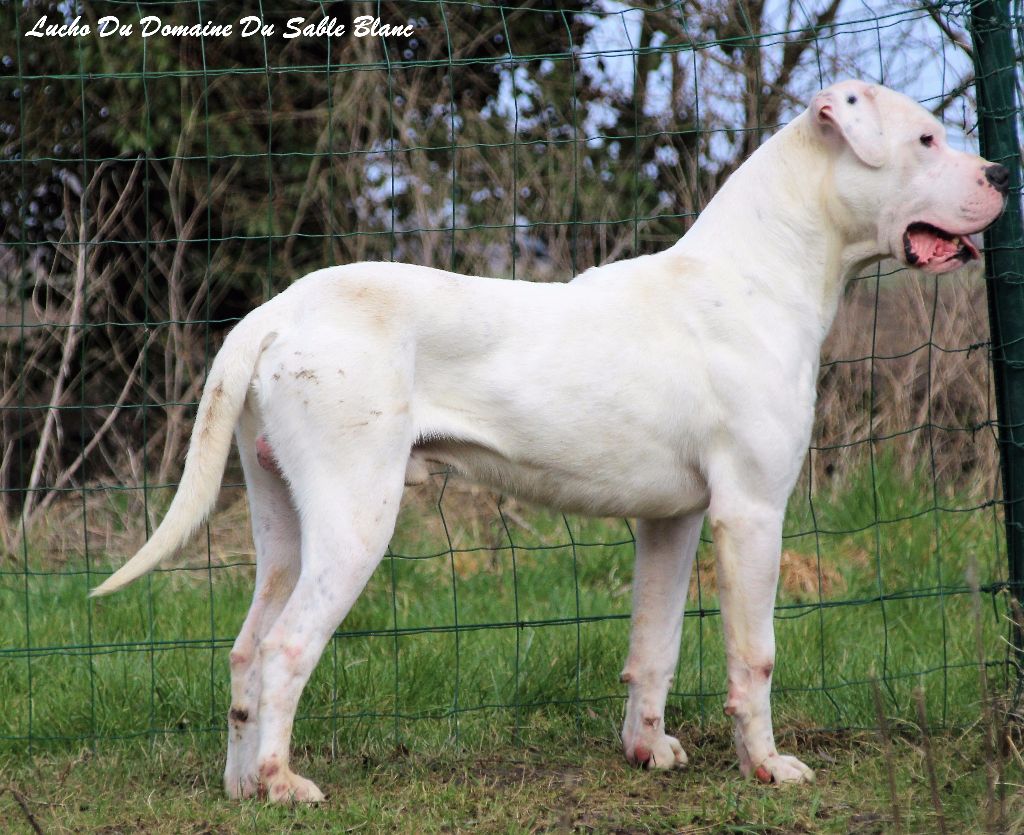 Publication : du Domaine du Sable Blanc Auteur : Le Domaine Du Sable Blanc