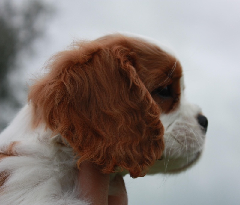 Publication : du Domaine du Sable Blanc