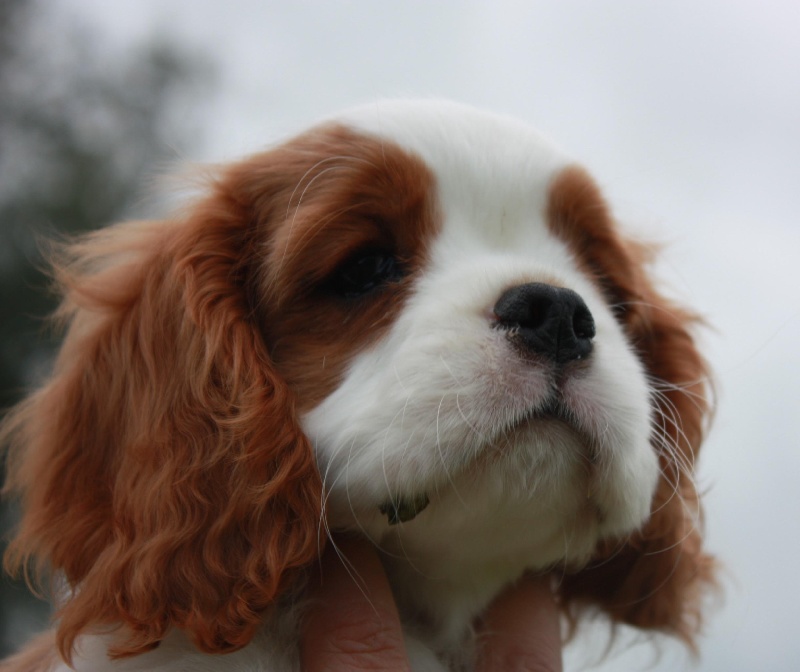 Publication : du Domaine du Sable Blanc