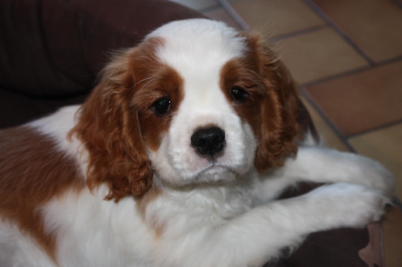 Publication : du Domaine du Sable Blanc