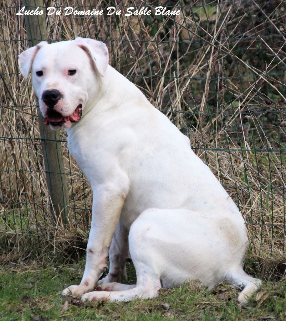 Publication : du Domaine du Sable Blanc Auteur : Le Domaine Du Sable Blanc