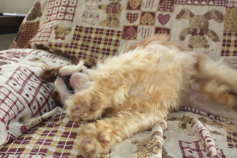 Publication : du Domaine du Sable Blanc