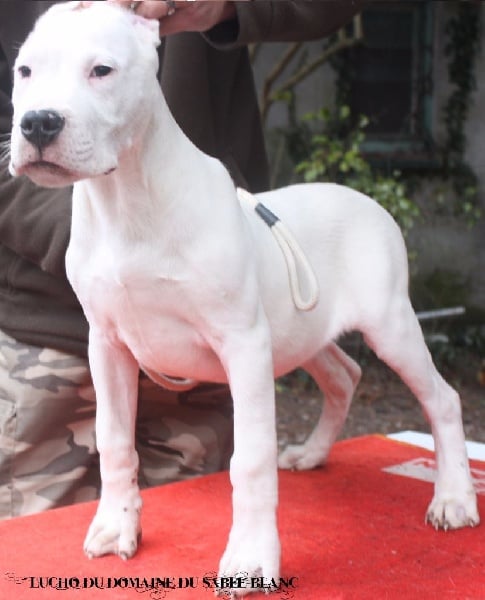 Publication : du Domaine du Sable Blanc Auteur : Le Domaine Du Sable Blanc