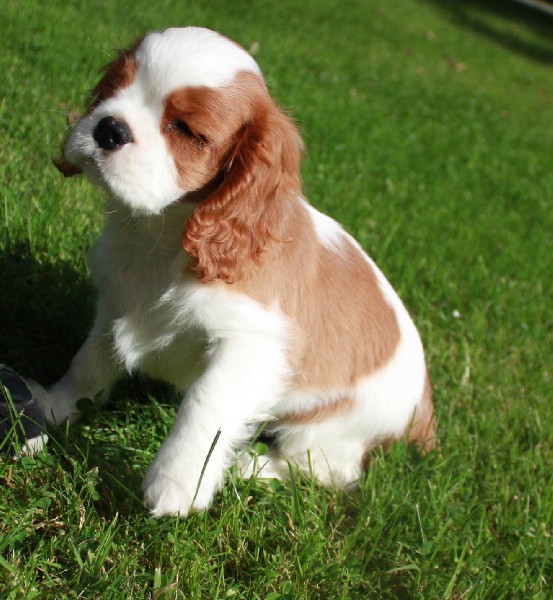 Publication : du Domaine du Sable Blanc