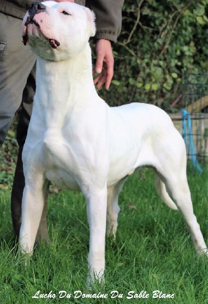 Publication : du Domaine du Sable Blanc Auteur : Le Domaine Du Sable Blanc