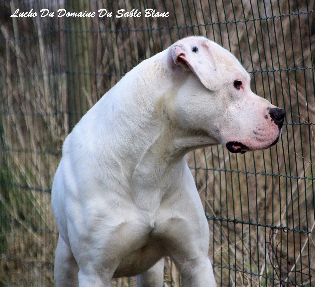 Publication : du Domaine du Sable Blanc Auteur : Le Domaine Du Sable Blanc