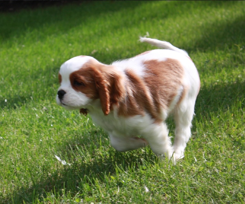 Publication : du Domaine du Sable Blanc