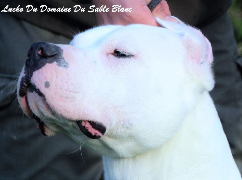 Publication : du Domaine du Sable Blanc Auteur : Le Domaine Du Sable Blanc