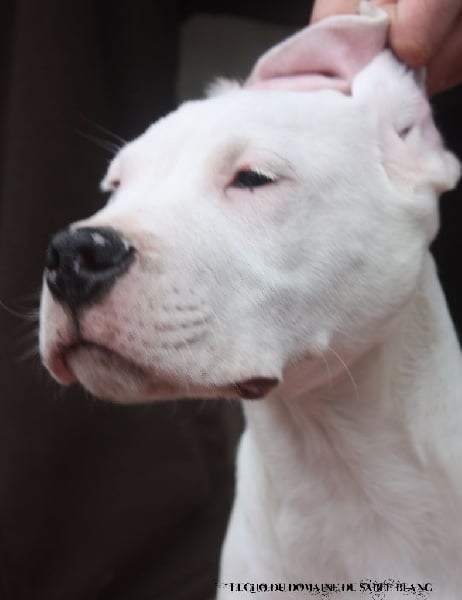 Publication : du Domaine du Sable Blanc Auteur : Le Domaine Du Sable Blanc