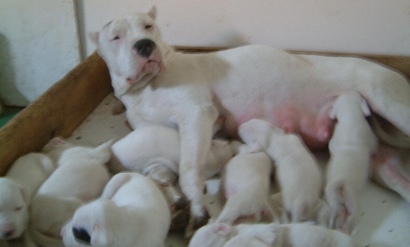 Publication : du Domaine du Sable Blanc Auteur : Corentin