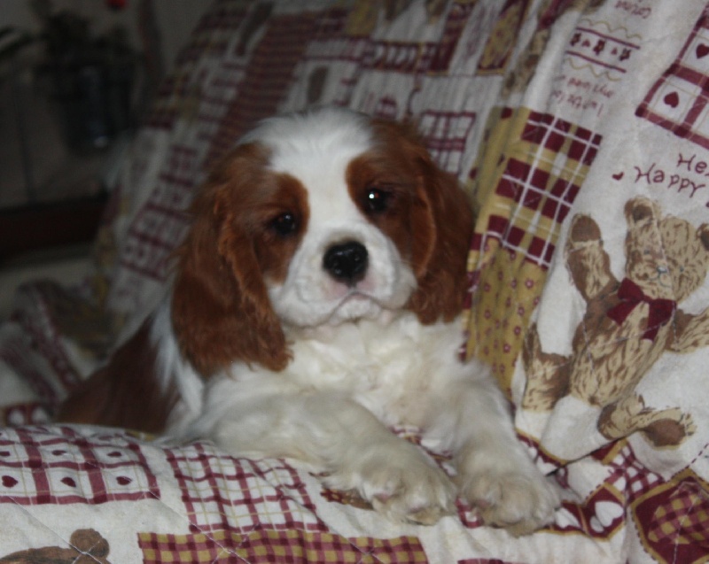 Publication : du Domaine du Sable Blanc