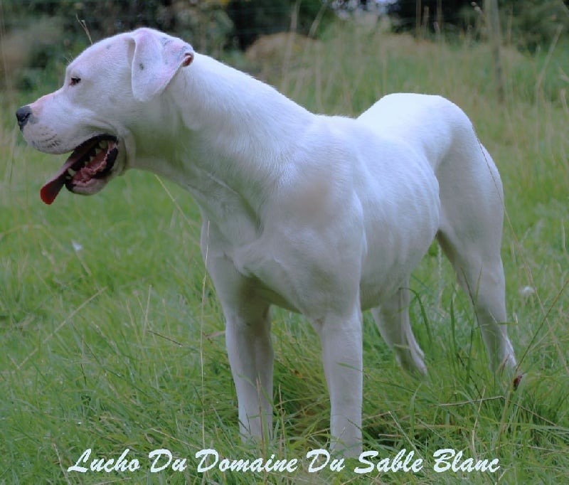 Publication : du Domaine du Sable Blanc Auteur : Le Domaine Du Sable Blanc