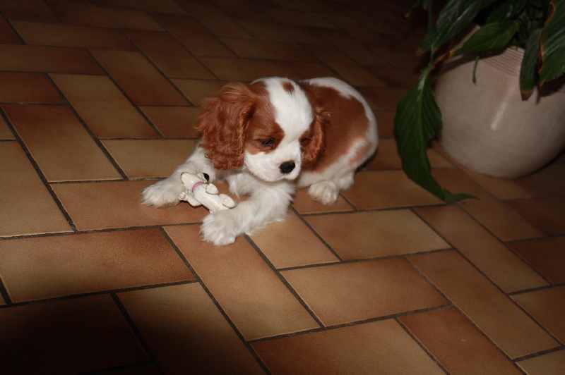 Publication : du Domaine du Sable Blanc