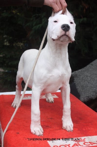 Publication : du Domaine du Sable Blanc Auteur : Le Domaine Du Sable Blanc