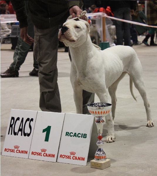 Chelsea de puerto vista - 1excellent - RCACS-RCACIB