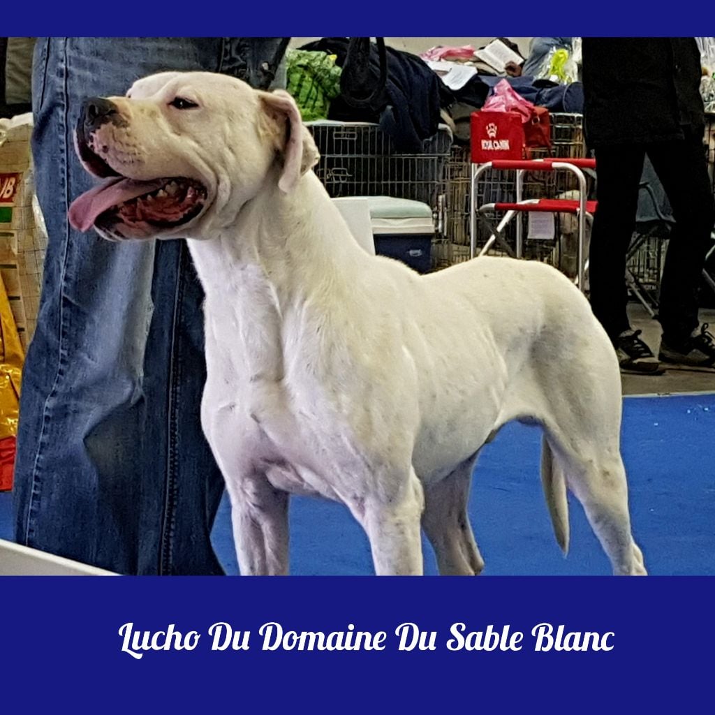 Lucho du Domaine du Sable Blanc - Classe Ouverte Non Classé - Très bon