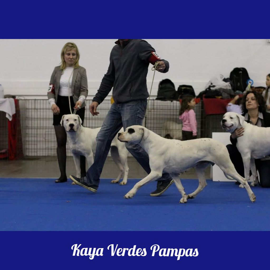 Kaya verdes pampas - Classe ouverte-Excellent non classé