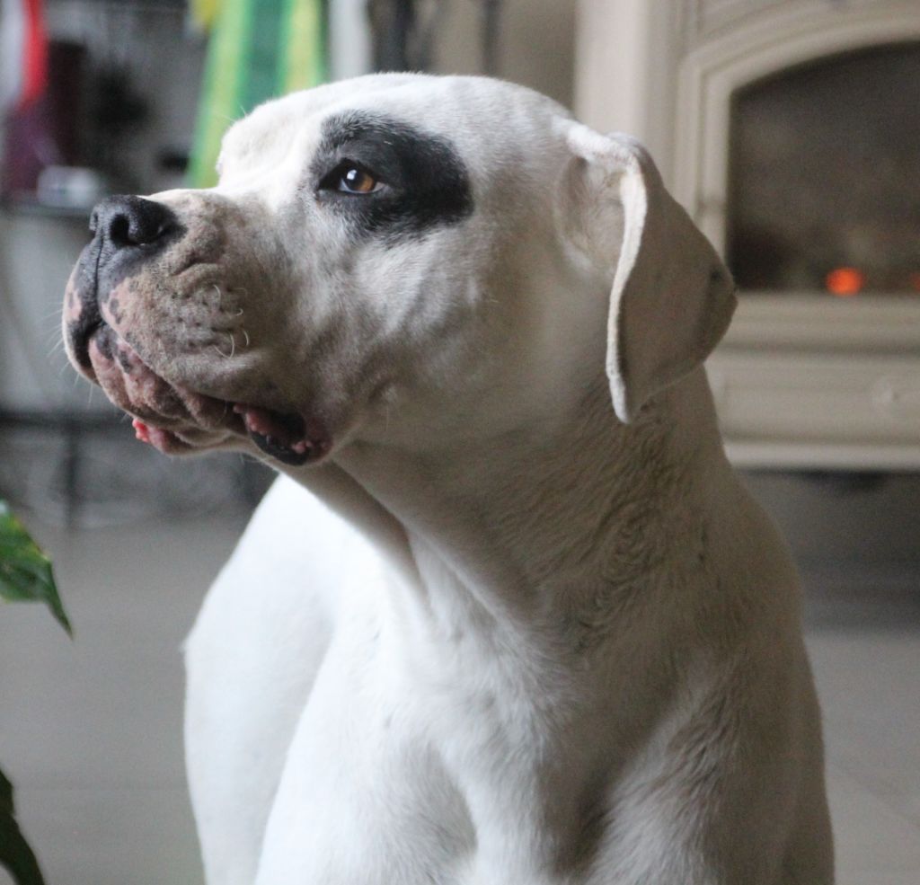 Kaya verdes pampas - RCACIB-CACS