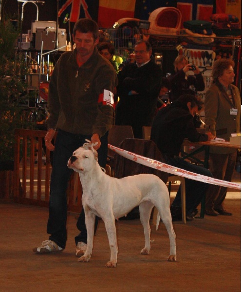 Chelsea de puerto vista - 1ère excelllent - RCACS