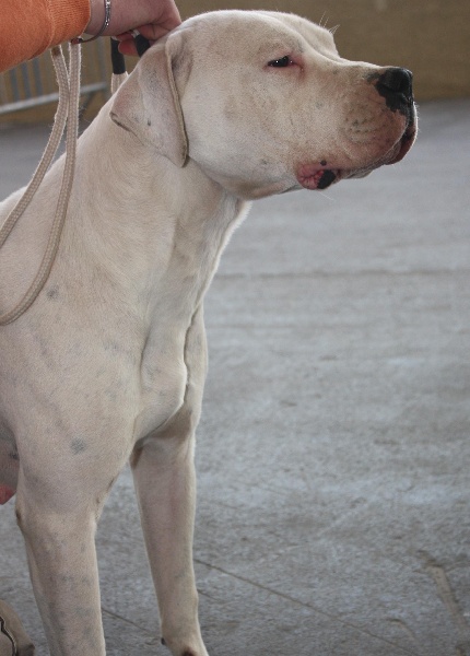 Chelsea de puerto vista - CACS