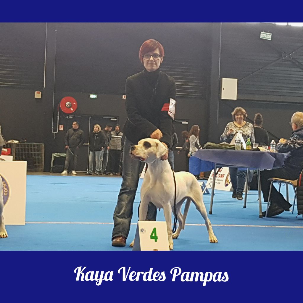 Kaya verdes pampas - Classe Ouverte Femelle-4ème Très bon