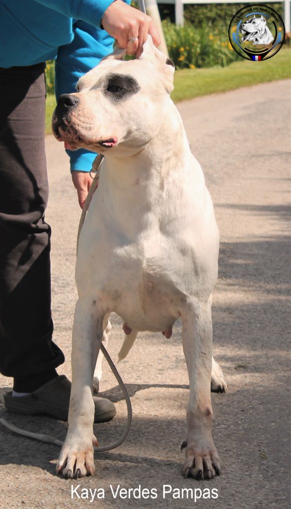Kaya verdes pampas - CACS - 1er Excellent - Classe Ouverte Femelle