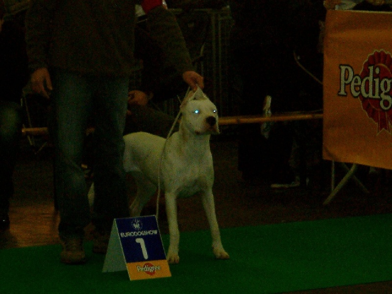 Chelsea de puerto vista - Meilleur femelle classe jeune